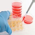 Carne sem sofrimento: As falhas fatais da carne in vitro