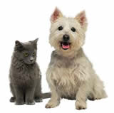 gato e cão