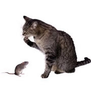 animalrights.jpg
