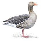 greylaggoose_tcm3-20947.jpg