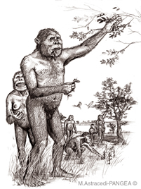 paranthropus_boisei-bn.jpg