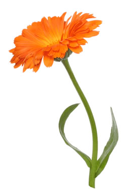 calendulaf.jpg