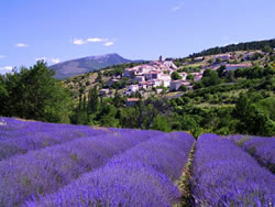 lavender2.jpg