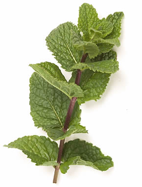 mentaf.jpg