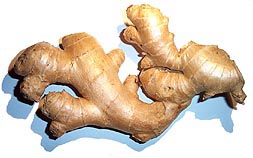 zingiber_officinale01.jpg