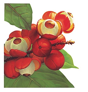guarana06.jpg