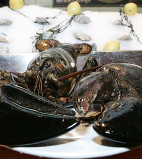 Restaurante dos EUA liberta lagosta de 140 anos
