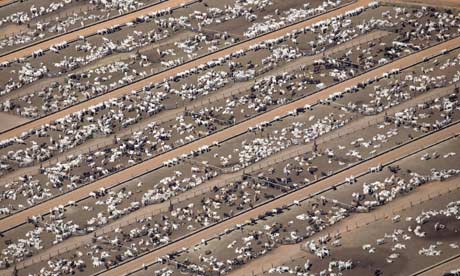 ONU recomenda dieta vegana para combater mudança climática