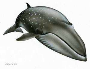 baleia-sei-6