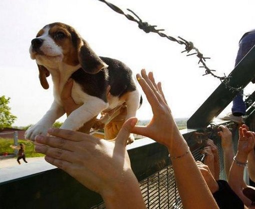 Ativistas resgatam beagles que seriam explorados por vivisseccionistas