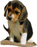 beaglepuppy