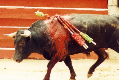 bullfight4