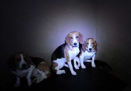 Resgate de 36 cães da raça beagle de um criadouro para fins experimentais 