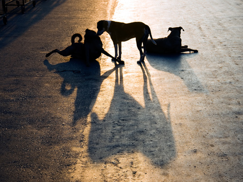 stray_dog_shadows