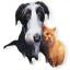 BENEFÍCIOS DA CASTRAÇÃO EM CÃES E GATOS
