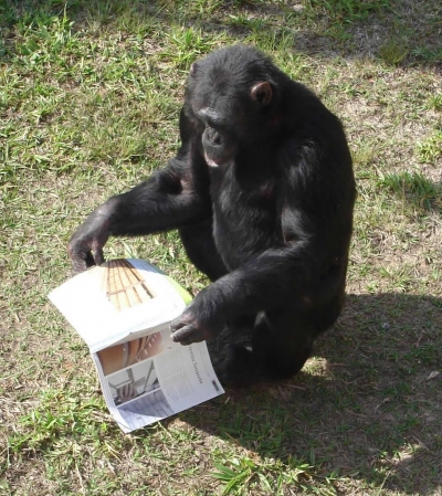 Os chimpanzés querem ler!!!