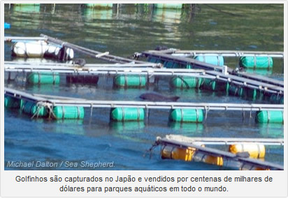 Atualizações de Taiji: Nove golfinhos são mantidos presos