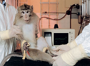 teste em animais macaco