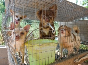 puppymill2-hsus-300x220