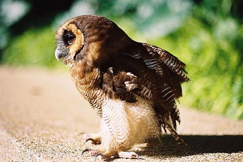 small-cute-owl1