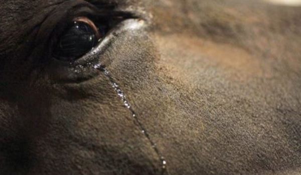 Youtube encerra o maior canal de touradas e promete combater o abuso animal