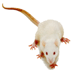 trans_white_rat