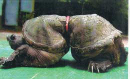 Tartaruga deformada por anel de plástico