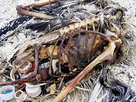 Ave morta com o estômago cheio de pedaços de plástico   