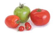 tomato-group_r1_c1.gif