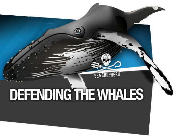 Baleeiro Japonês parte ao meio o navio Ady Gil da Sea Shepherd