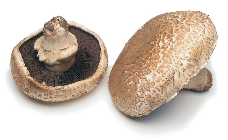 portabella mushrooms main