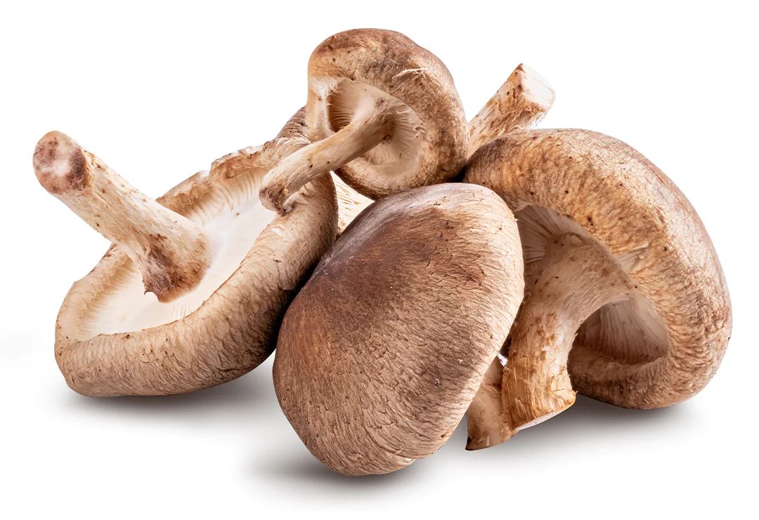 shitake